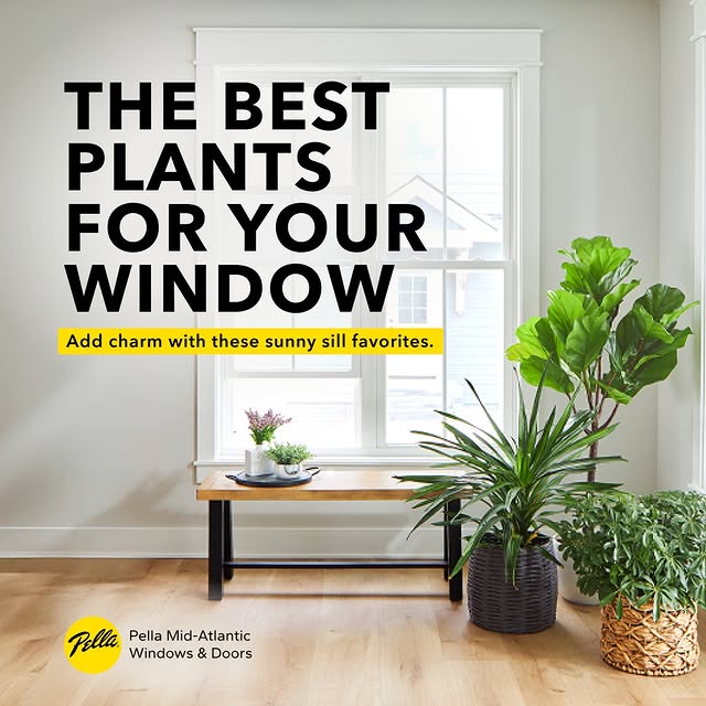 A sunny window, happy plants, and a cozy view. It’s the little things that make a house feel like home 🌿☀️ #PellaMidAtlantic #PellaWindows