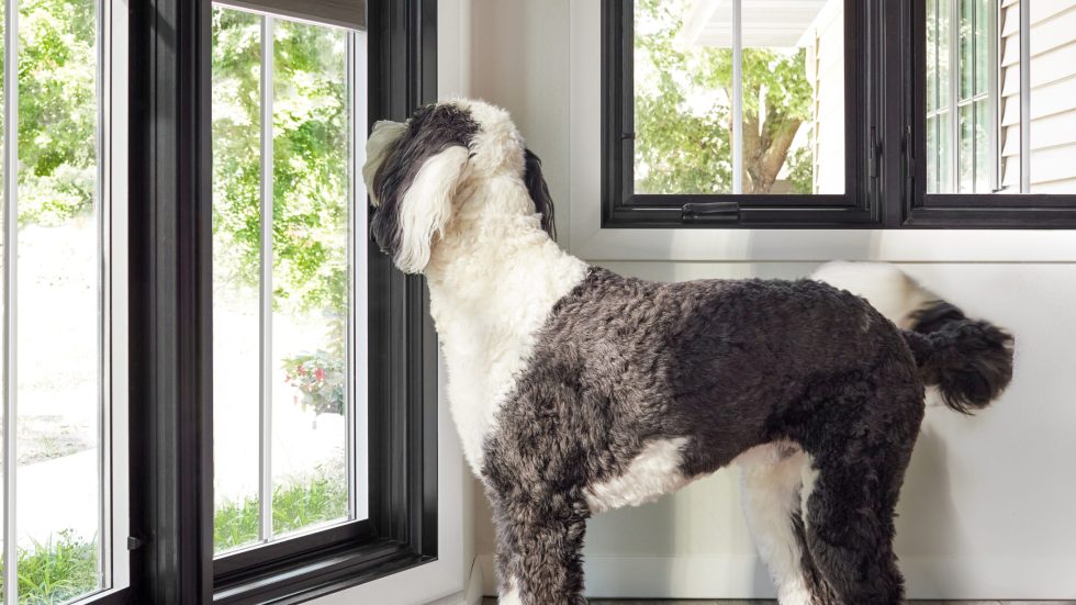 A cozy home space with large windows where a dog looks outside, welcoming natural light.